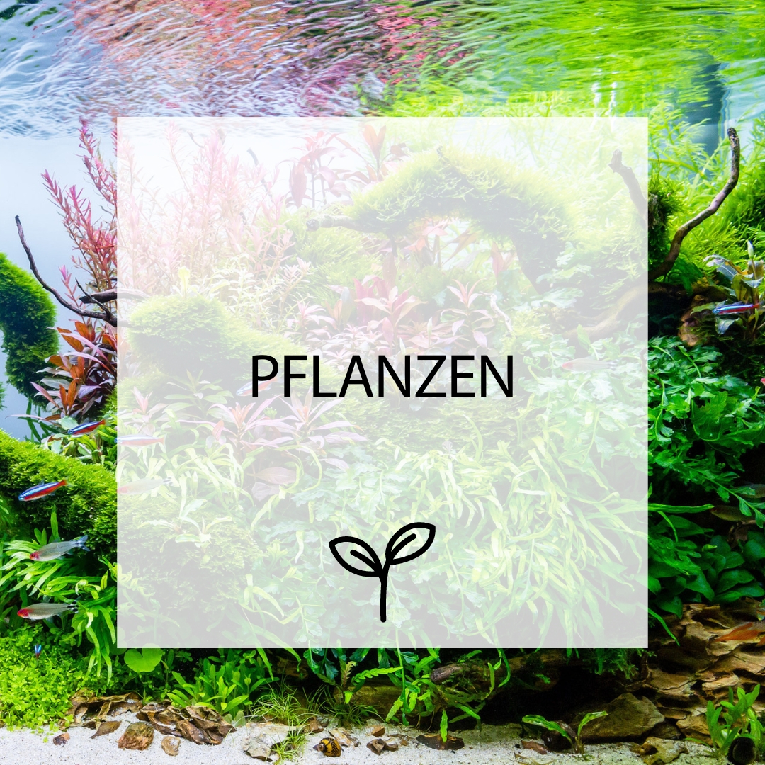 Pflanzen